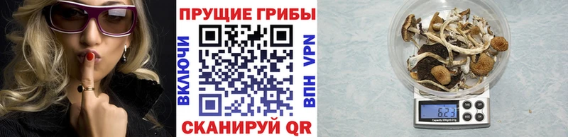 Псилоцибиновые грибы Psilocybe  где продают   Собинка 